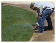 Adjust sprinklers after sod installation for proper coverage