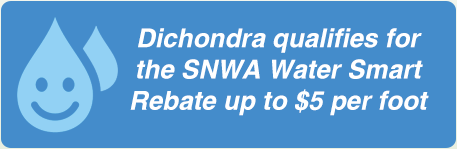 Dichondra qualifies for the SNWA Water Smart Rebate up to $5 per foot