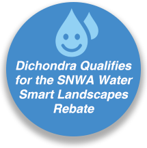 Dichondra Qualifies for the SNWA Water Smart Landscapes Rebate